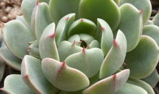 陶粒在哪里可以买到